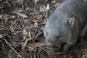 Wombat Wallpaper HD screenshot 3