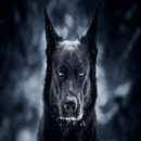picture of dogs 2021 APK