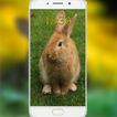 Cute Bunny wallpaper ikon