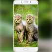 Cheetah Wallpaper آئیکن