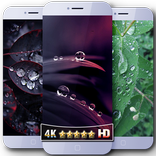 Leaf Water Droplets Wallpaper 4k Full HD