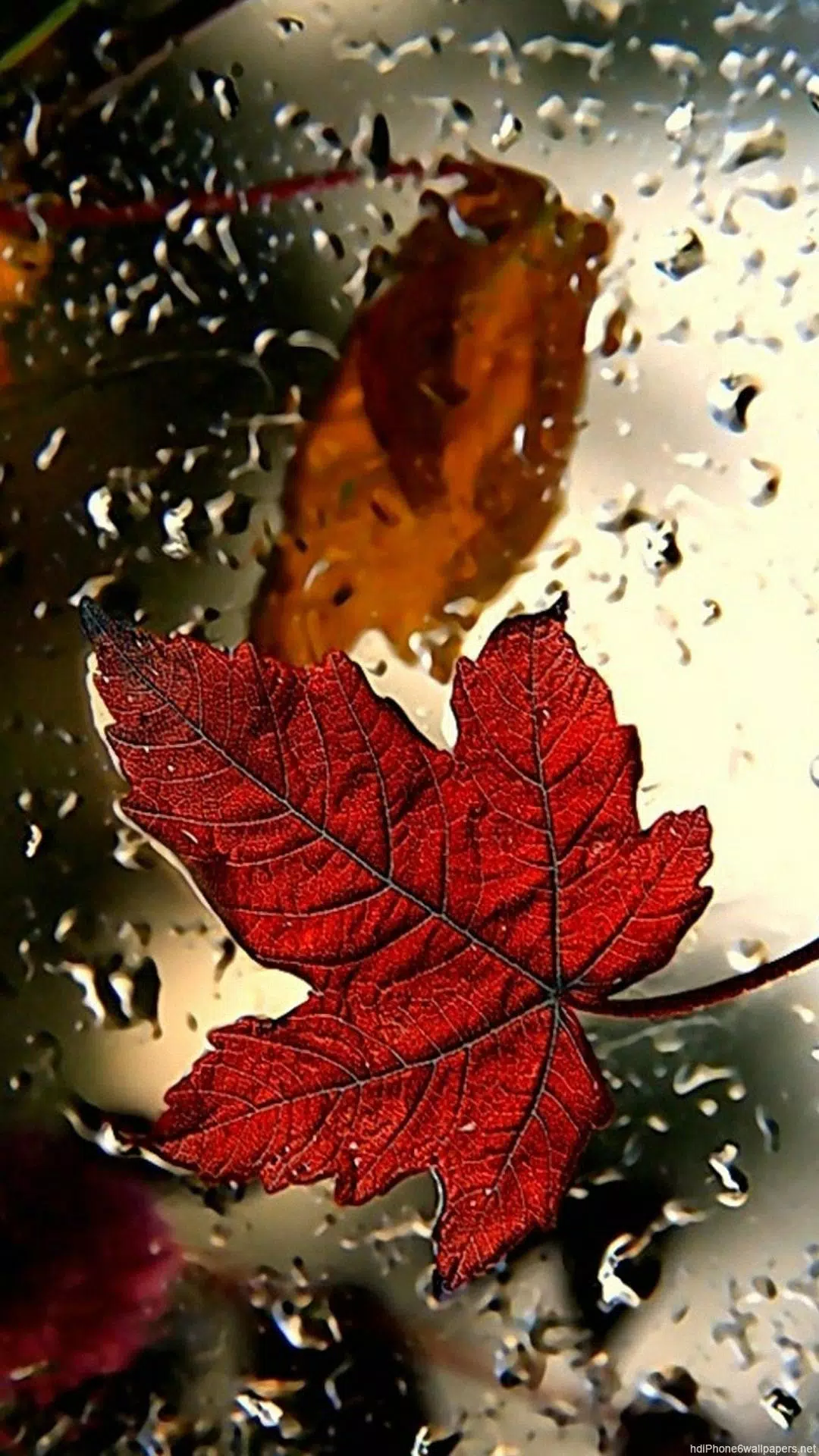 Leaf HD Wallpaper APK for Android Download Leaf HD Wallpaper APK for Android Download