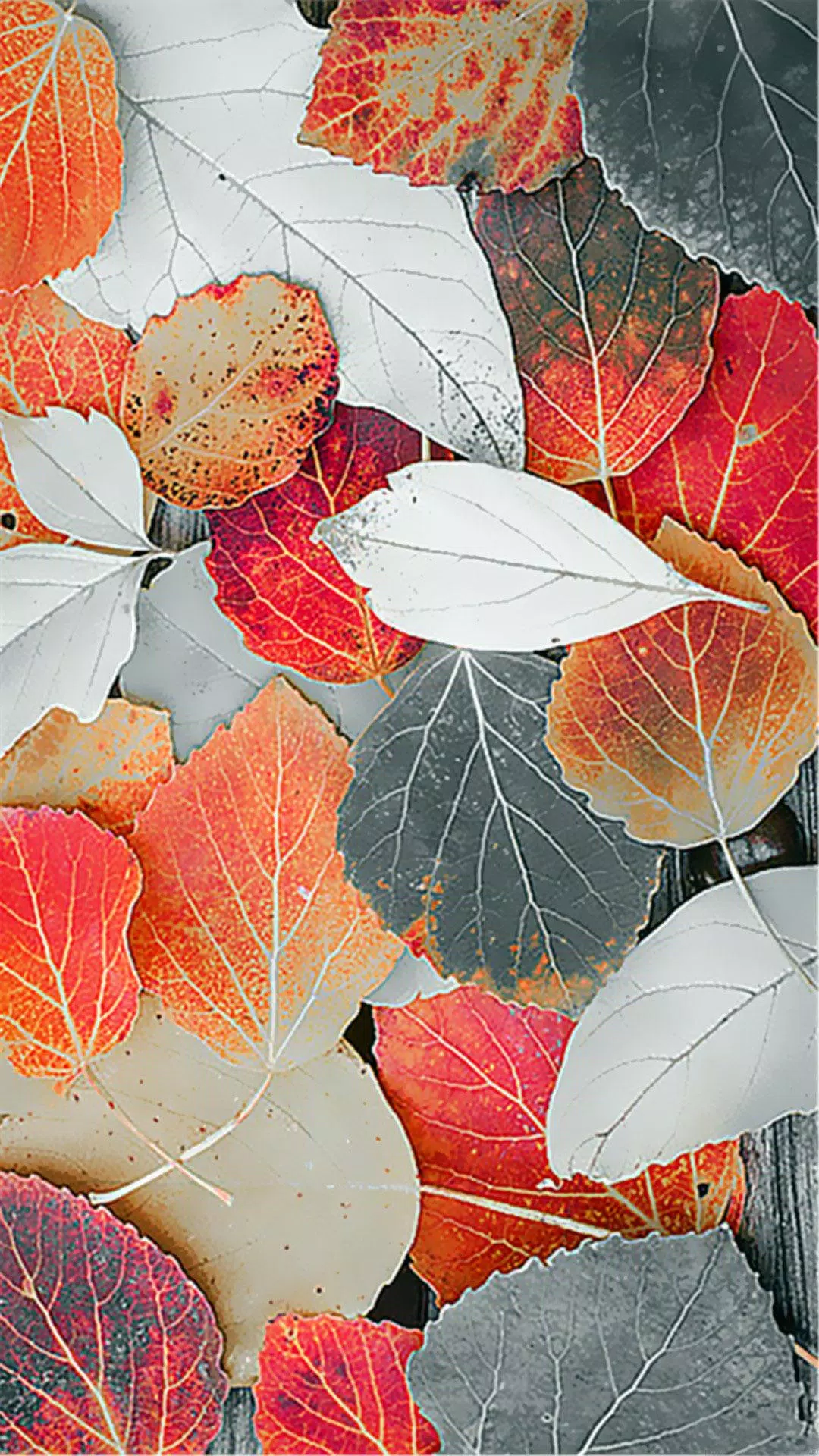 Leaf Full Hd Wallpaper Apk For Android Download