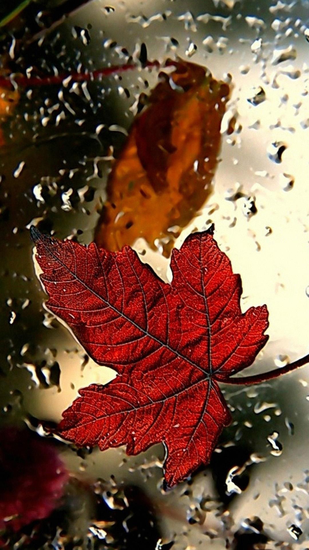 ดาวน์โหลด Leaf Full HD Wallpaper APK สำหรับ Android ดาวน์โหลด Leaf Full HD Wallpaper APK สำหรับ Android