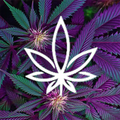”The Dispensary