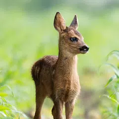 Baixar Baby Animal Wallpapers APK