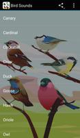 Bird Sounds Affiche