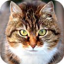 Cat Wallpapers APK