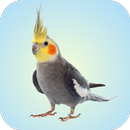 Cockatiel Sounds-APK