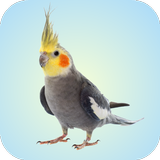 Cockatiel Sounds 아이콘