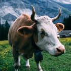 Cow Wallpapers أيقونة