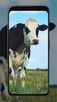 Cow Wallpapers 截圖 3