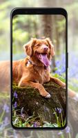 Dog Wallpapers 截图 1