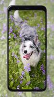 Dog Wallpapers Screenshot 3