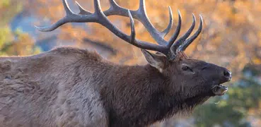Elk Sounds