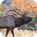 Elk Sounds APK