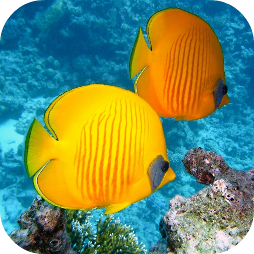 Fish Wallpapers
