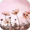 Floral Wallpapers