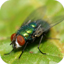 Fly Sounds Prank APK