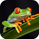 Frog Sounds أيقونة