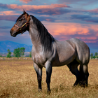 Horse Wallpapers icône