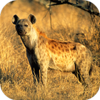 Hyena Sounds icon