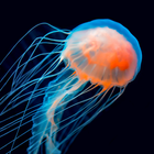 Jellyfish Wallpapers icon