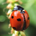 Ladybug Wallpapers icône
