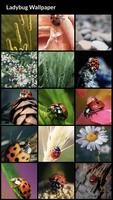 Ladybug Wallpapers Affiche