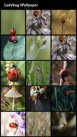 Ladybug Wallpapers capture d'écran 1