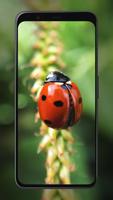 Ladybug Wallpapers capture d'écran 2