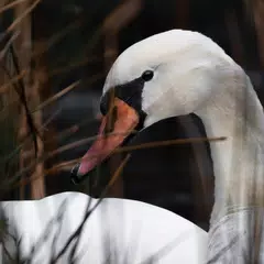 Swan Wallpapers APK Herunterladen