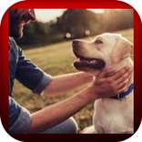 طرق رعاية الكلاب والعناية بها