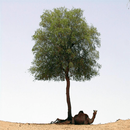 فوائد شجرة الغاف APK