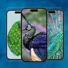 Peacock Wallpaper 4K HD icône
