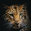 Wild Leopard Wallpaper HD 4K APK