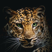 Wild Leopard Wallpaper HD 4K