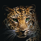 Fond d'écran léopard sauvage icône