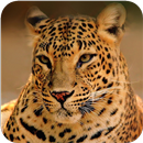 Leopard Wallpapers APK