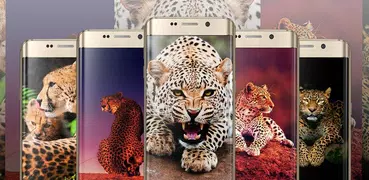 Fondo de pantalla de leopardo