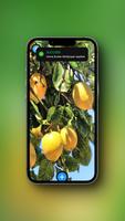 Lemon Wallpaper Poster