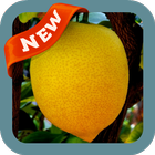 Lemon Wallpaper icon