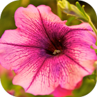 Fondos de Flores HD Gratis icono