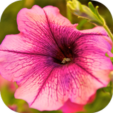 Fondos de Flores HD Gratis icono