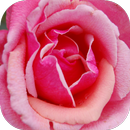 Fondos de Rosas HD Gratis APK
