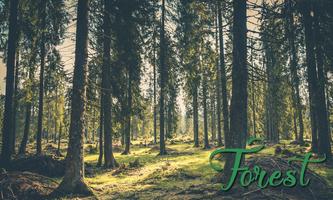 Forest Affiche