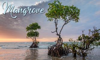 Mangrove Affiche