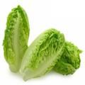 Lettuce