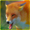 Angry Wild Fox Attack Sim 3D