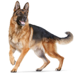 ”German Shepherd Dogs HD Wallpaper Theme